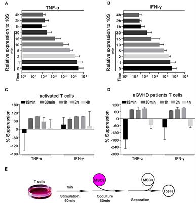 Mesenchymal Stromal Cells Rapidly Suppress TCR Signaling-Mediated Cytokine Transcription in Activated T Cells Through the ICAM-1/CD43 Interaction